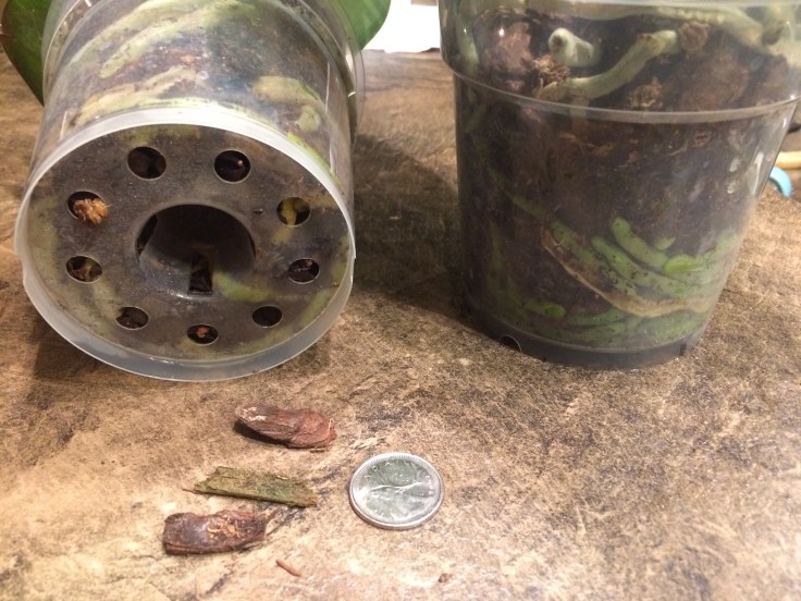 JAI Phal pot media and roots.JPG